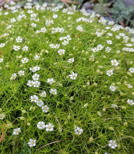 Sagina subulata 'Supreme'